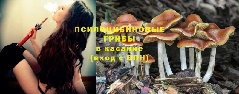 Галлюциногенные грибы Psilocybine cubensis  Городец 